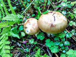 Image of Stinking Russula