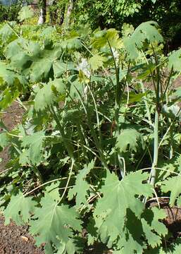 Image of Macleaya microcarpa (Maximowicz) Fedde