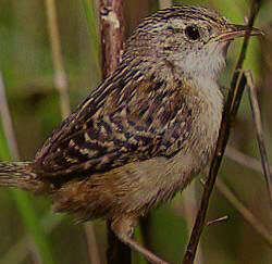 Image of Sedge Wren