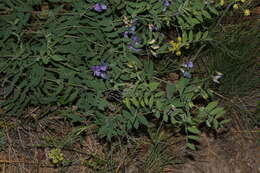 Image of fewflower pea