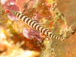 Image of banded pipefish