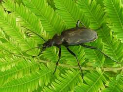 Image of Calosoma (Carabosoma) angulatum Chevrolat 1834