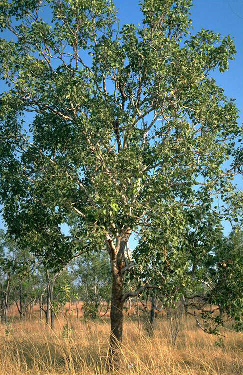 Image of Corymbia foelscheana (F. Müll.) K. D. Hill & L. A. S. Johnson