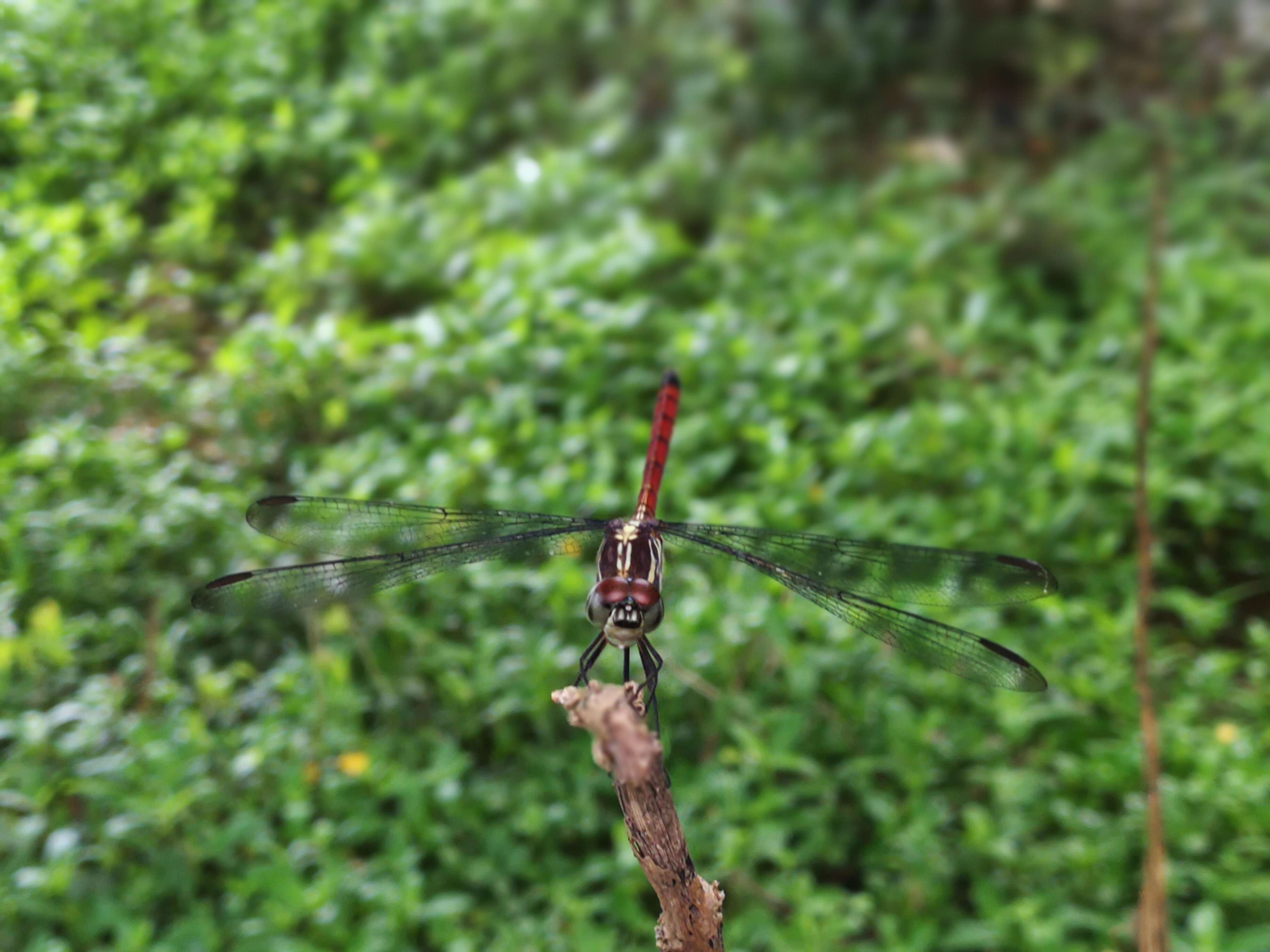 Image of Lathrecista asiatica festa