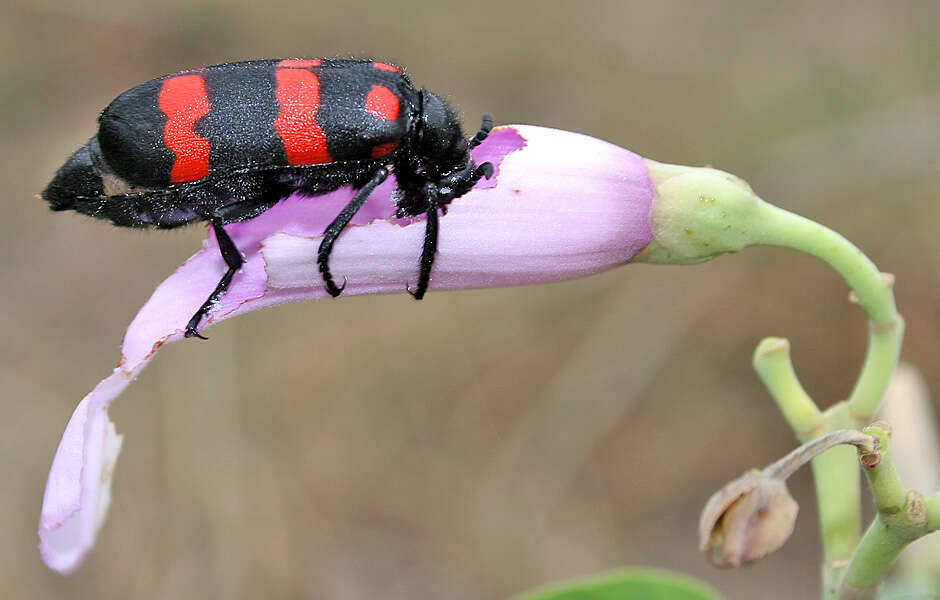 Image of Mylabris pustulata