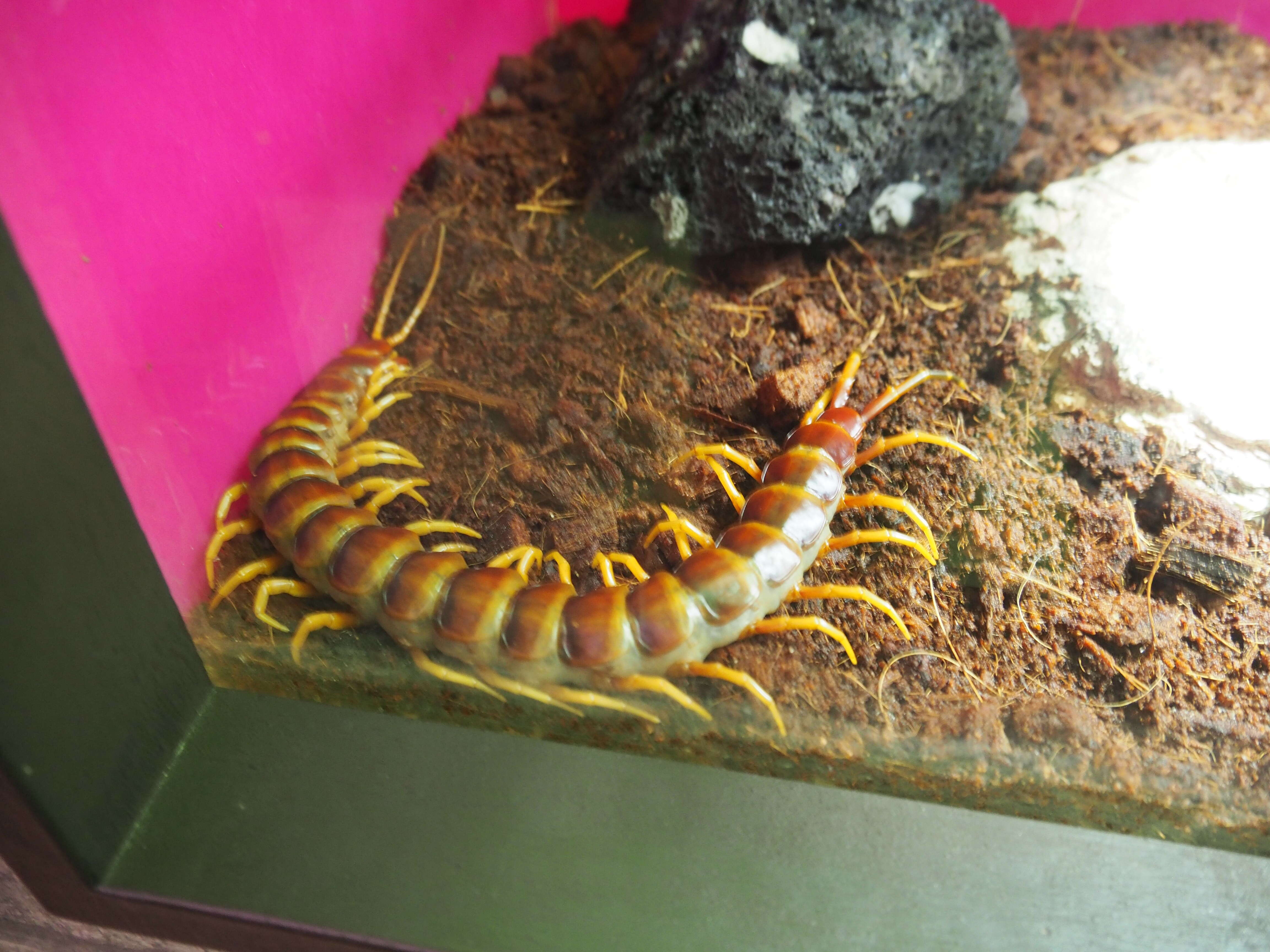 Image of Amazonian giant centipede