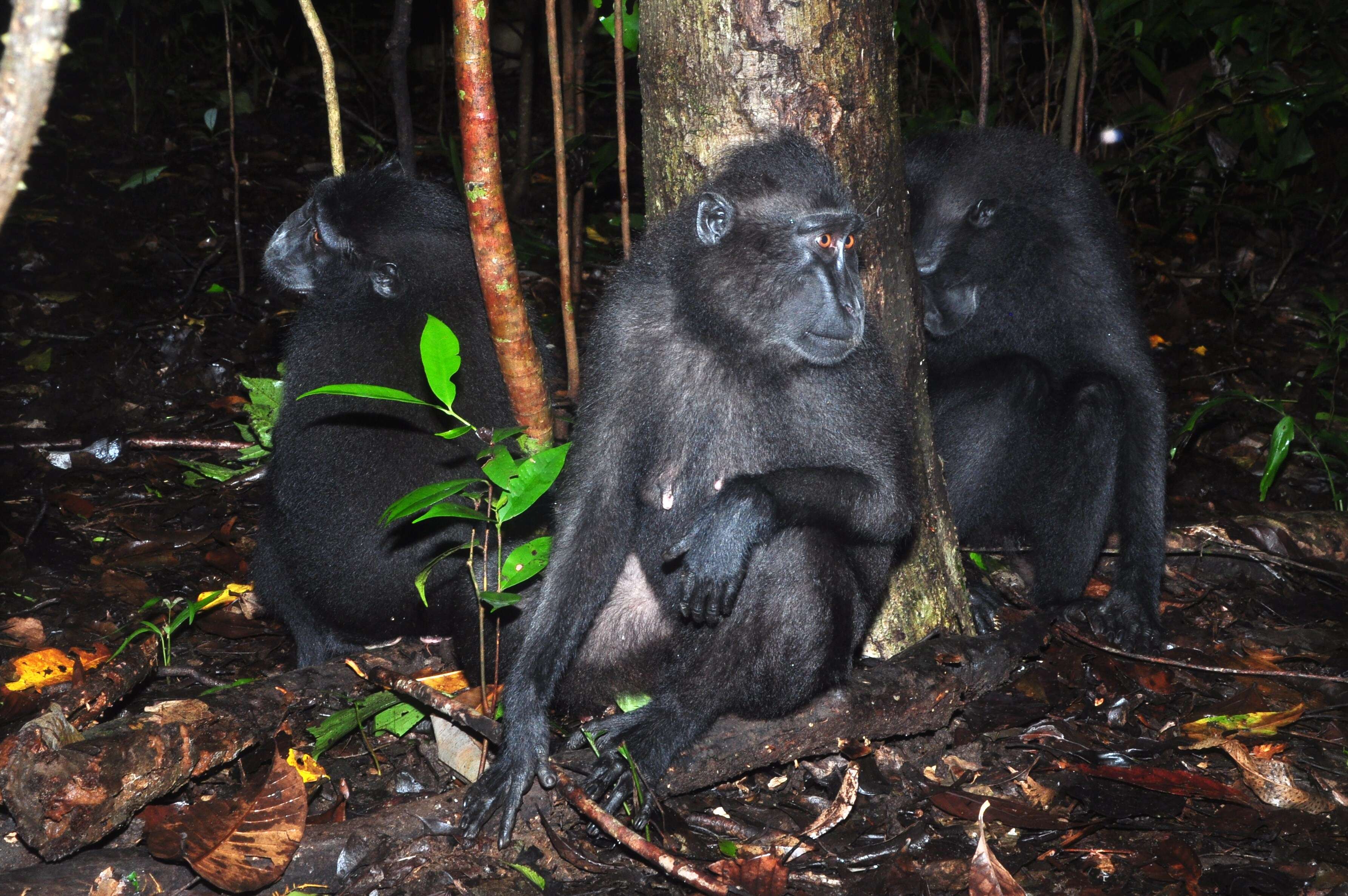 Image of Celebes crested macaque