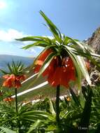 Image of Fritillaria eduardii A. Regel ex Regel