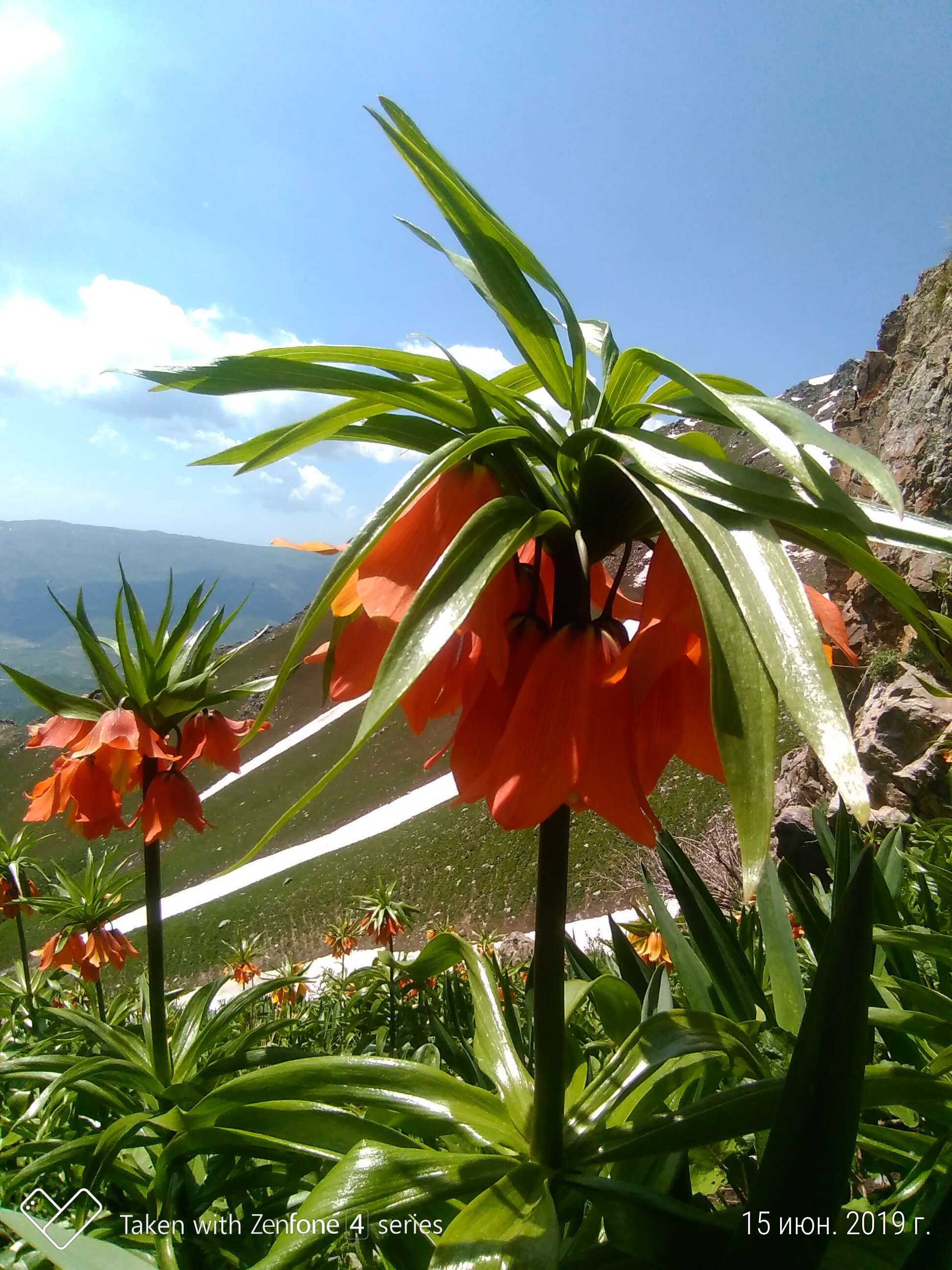 Image of Fritillaria eduardii A. Regel ex Regel