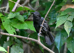 Image of Black-hooded Antshrike