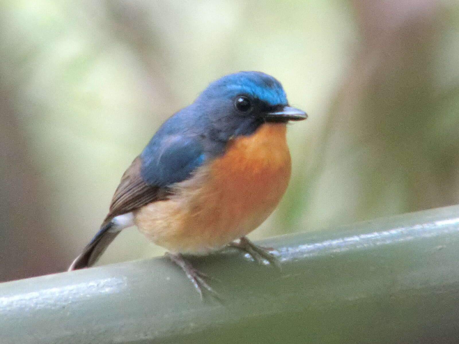 Image of Hill Blue-flycatcher