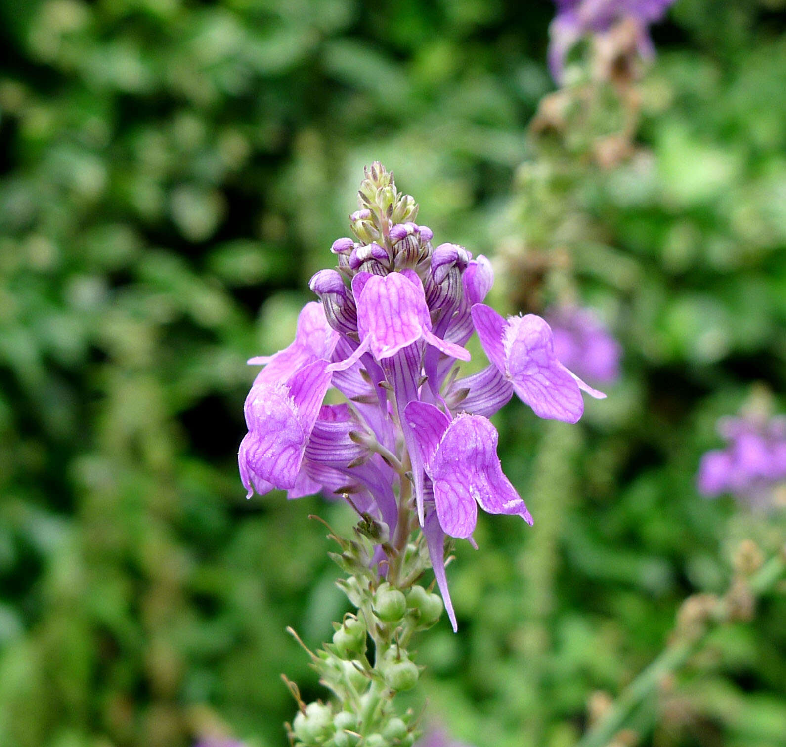 Plancia ëd Linaria purpurea (L.) Mill.