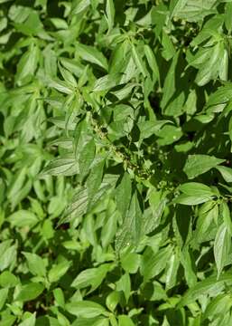 Image of erect pellitory-of-the-wall