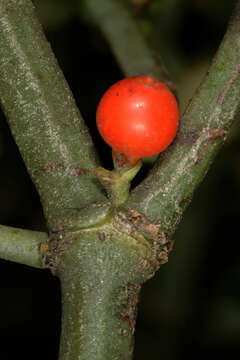 Image of Viscum rotundifolium L. fil.