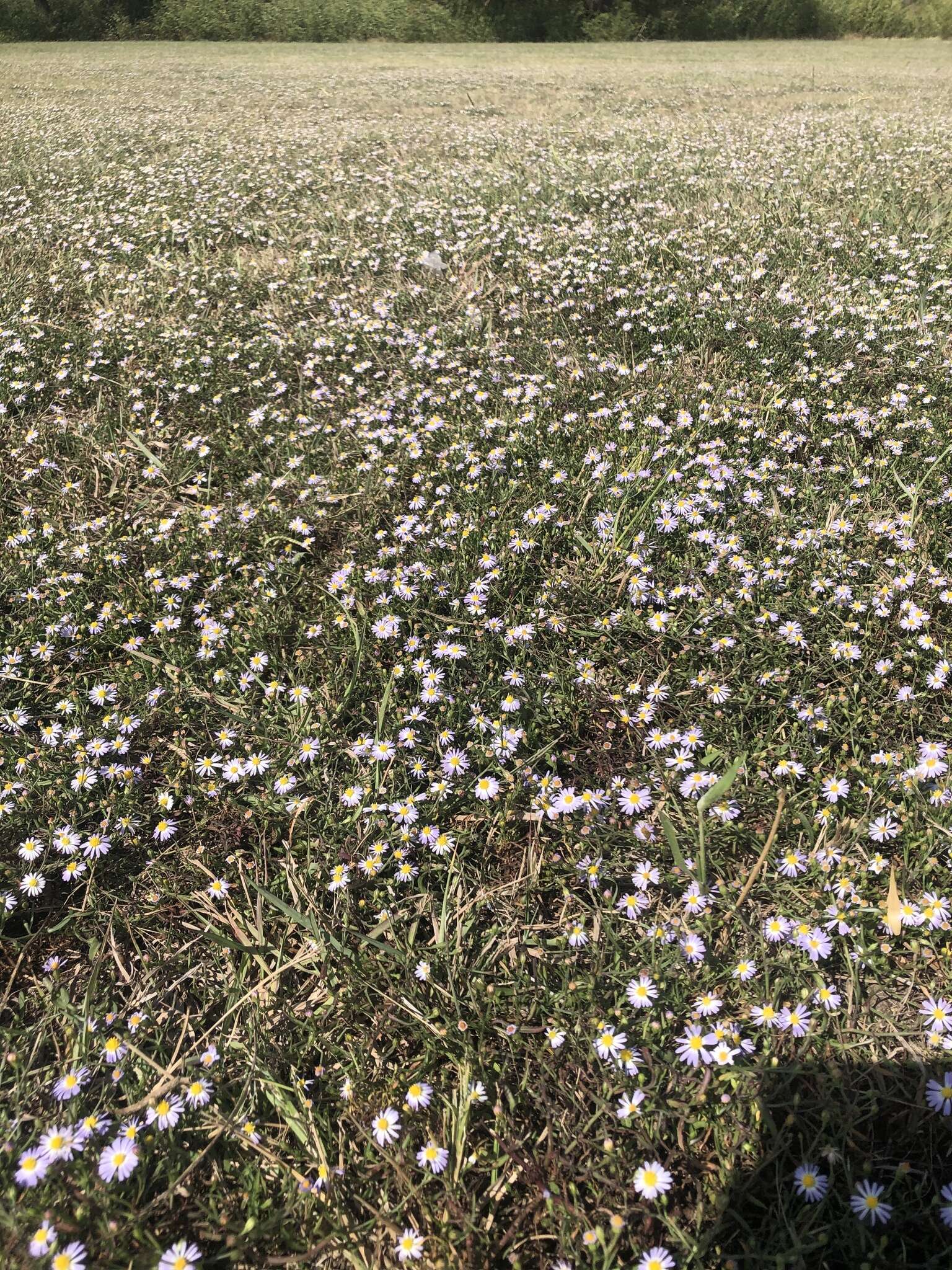 Image of Lawn American-Aster