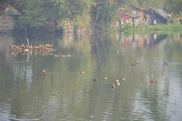 Image of Lesser Whistling Duck