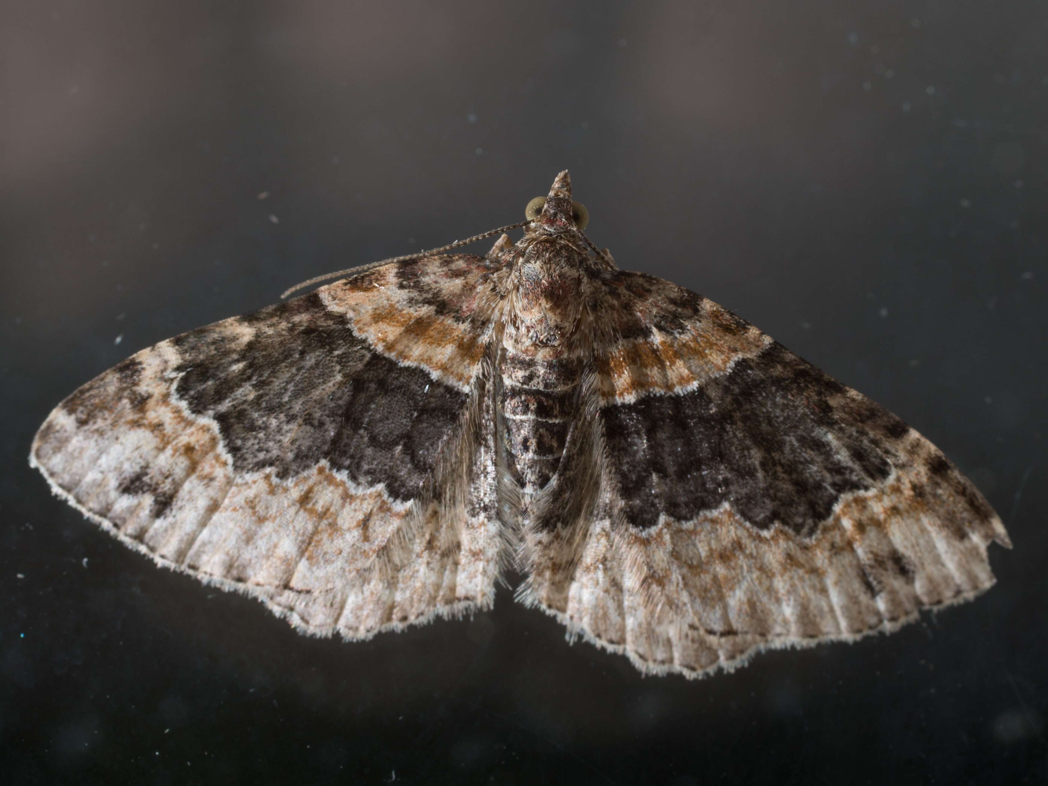 Image of dark-barred twin-spot carpet