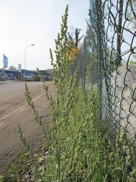 Imagem de Chenopodium album L.