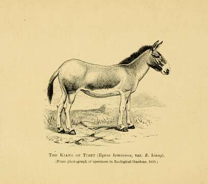 Image of Kiang