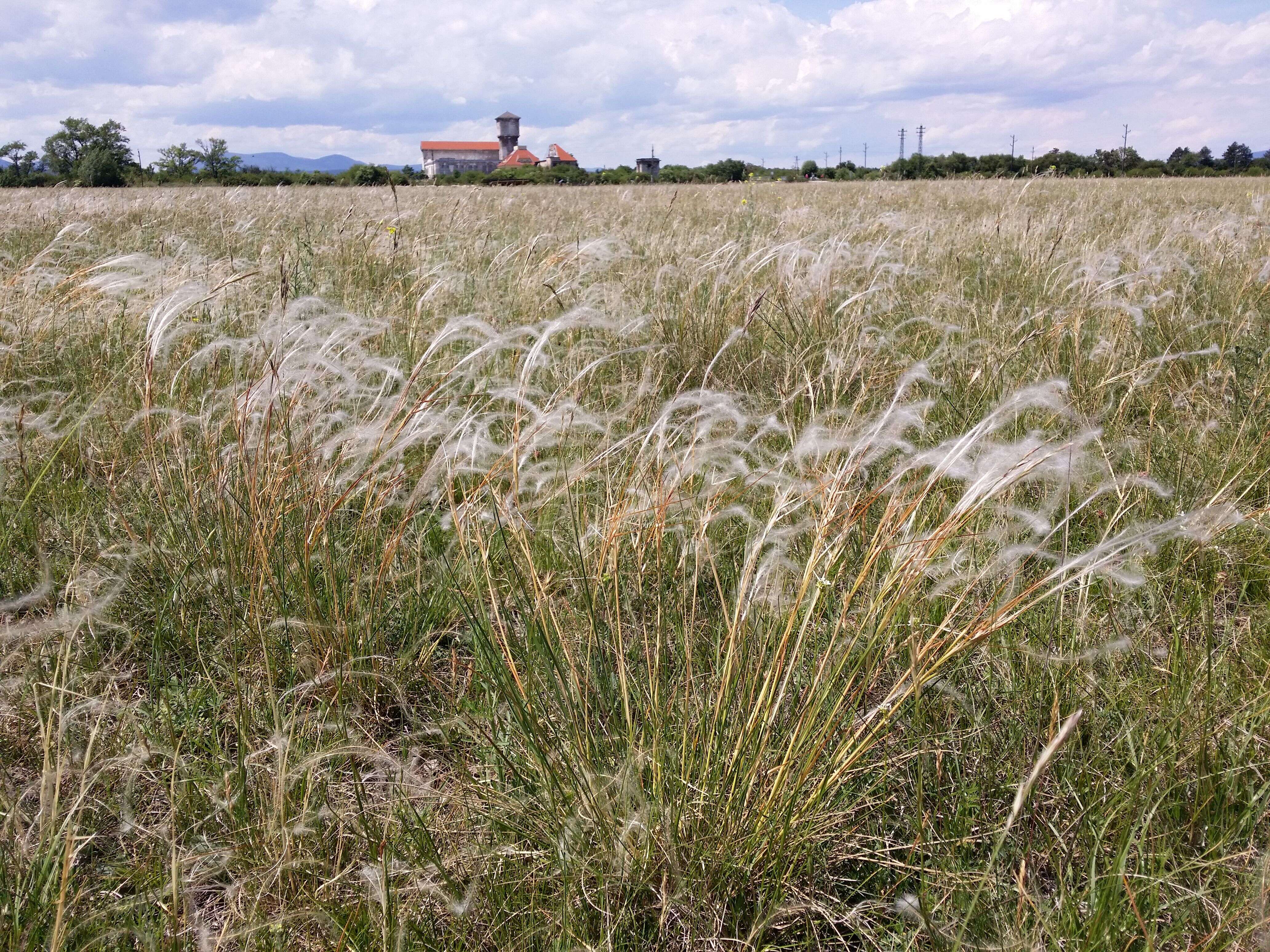 Image of European feather grass