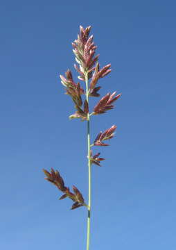 Image of Brown's lovegrass