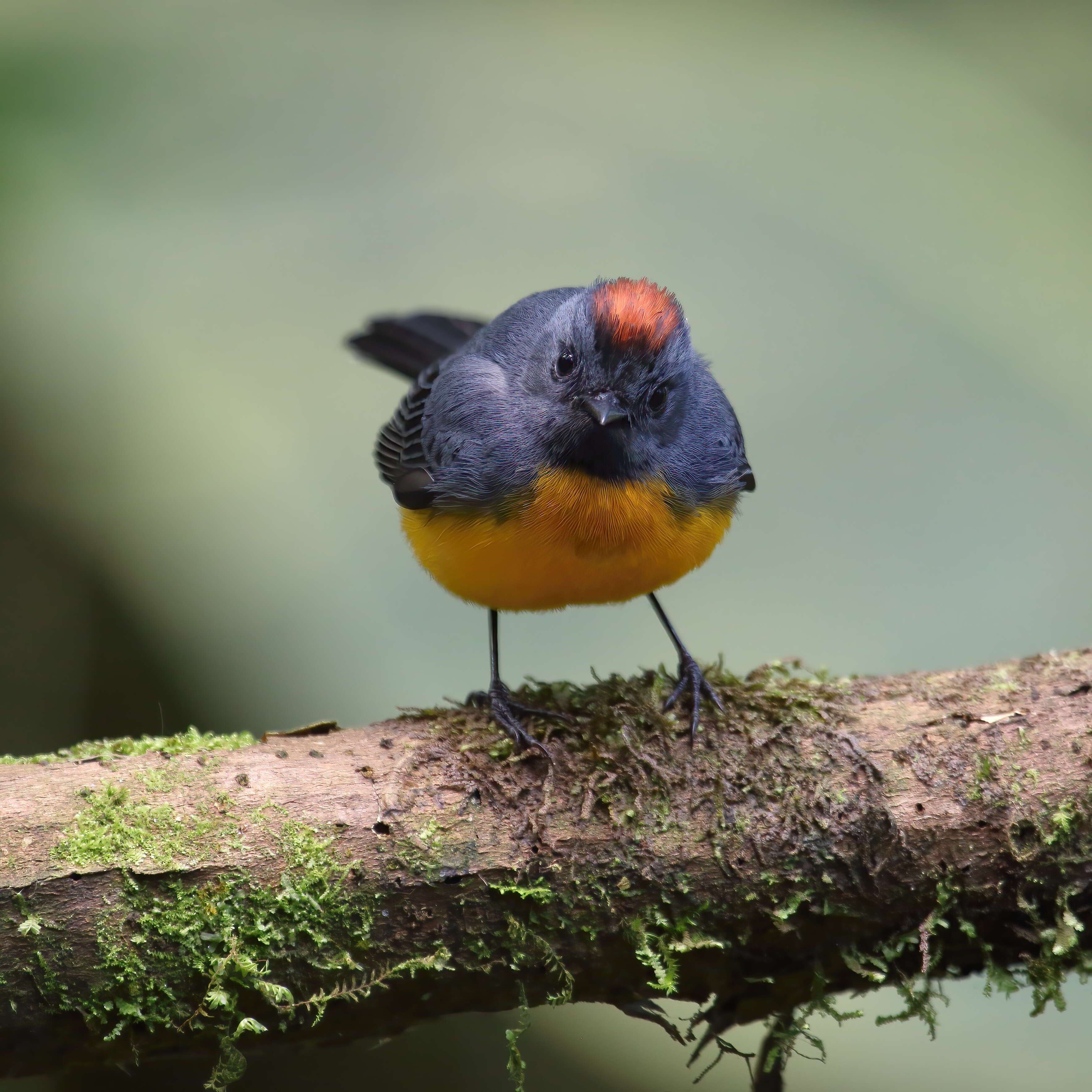 Image of Slate-throated Whitestart