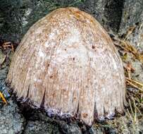 Coprinopsis atramentaria (Bull.) Redhead, Vilgalys & Moncalvo 2001 resmi