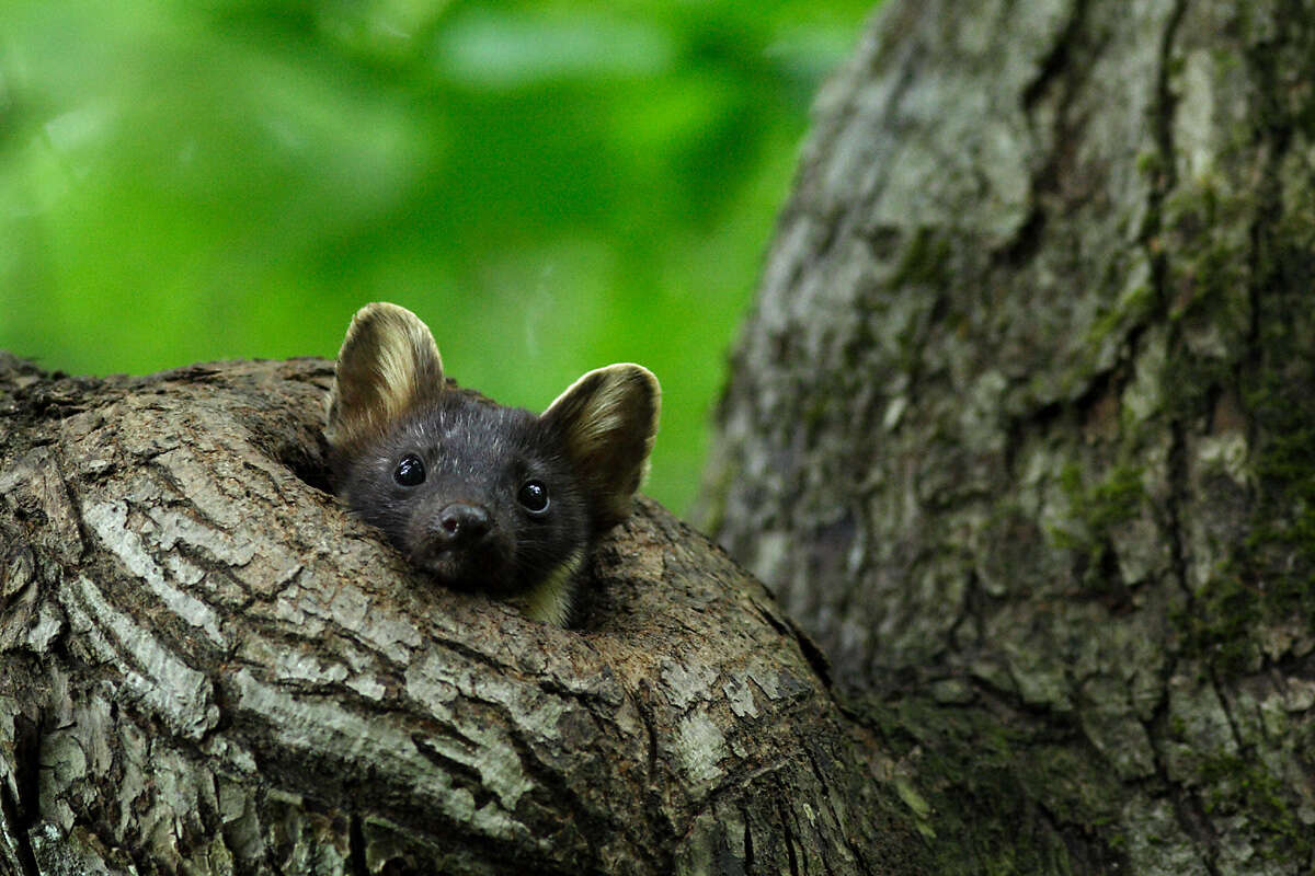 Image of European Pine Marten