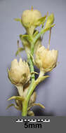 Image of broomleaf toadflax