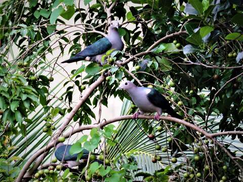 Imagem de pombo imperial verde