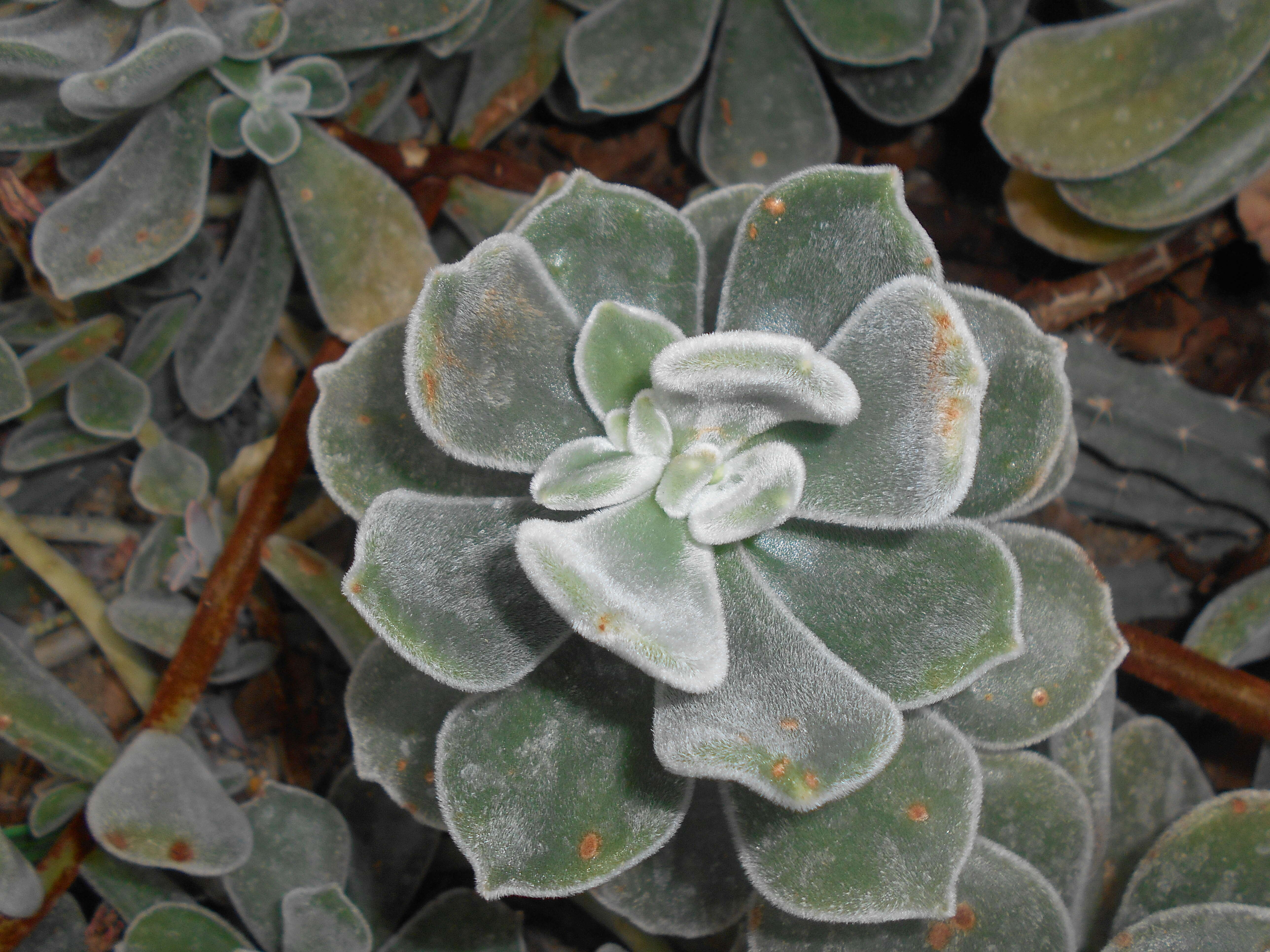 Echeveria pulvinata Rose resmi