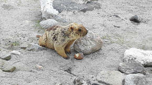 Image of Himalayan Marmot