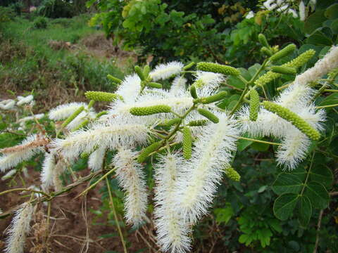 Image of Mimosa caesalpiniifolia Benth.