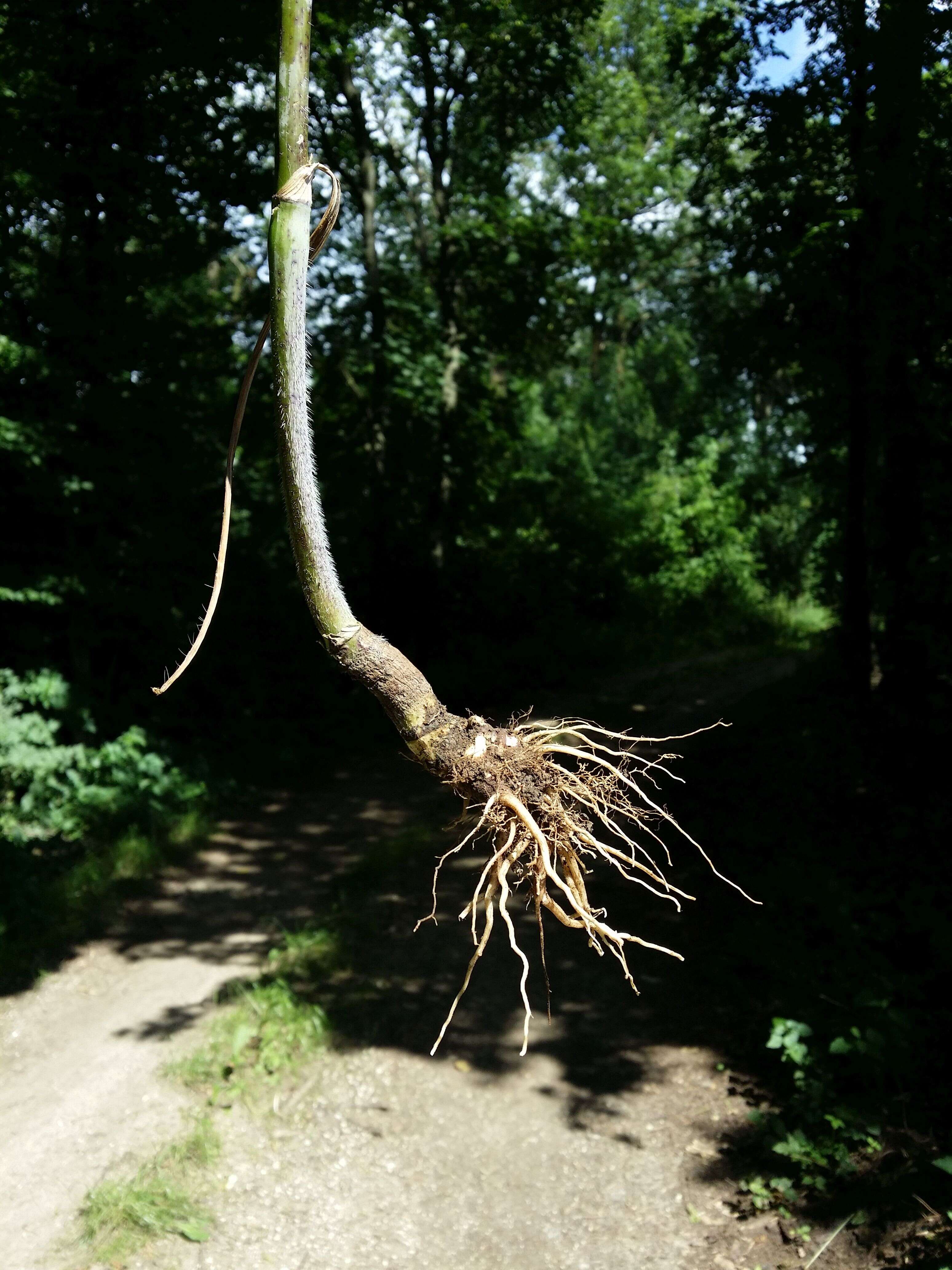 Image of bulbous chervil