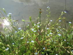 Image of true forget-me-not