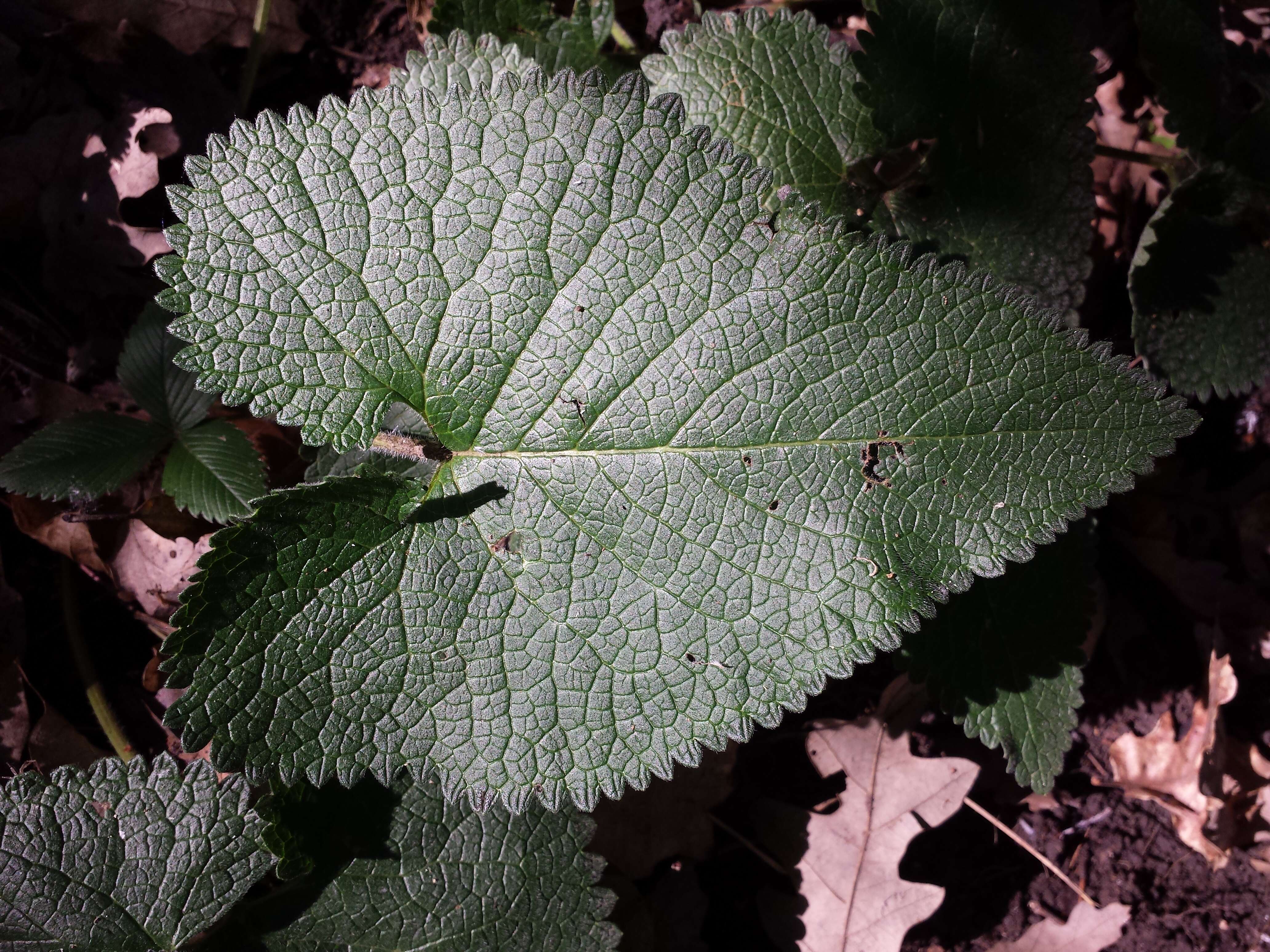 Слика од Phlomoides tuberosa (L.) Moench