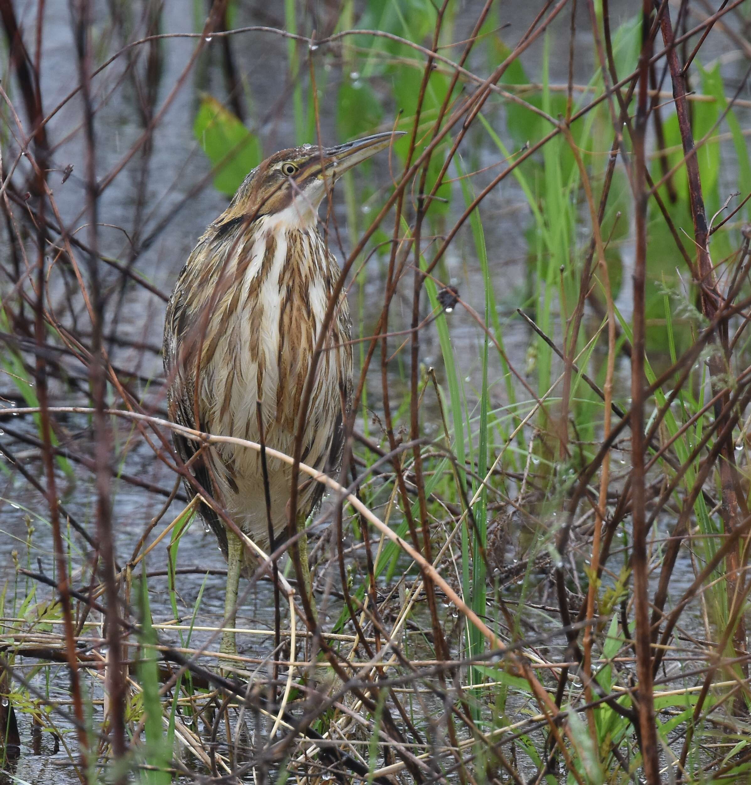 Image of American Bittern