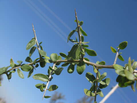 Image of African boxthorn