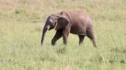 Image of African elephant