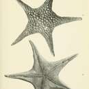 Image of Nectriaster monacanthus (H. L. Clark 1916)