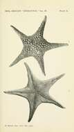 Image of Nectriaster monacanthus (H. L. Clark 1916)