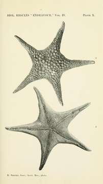 Слика од Nectriaster monacanthus (H. L. Clark 1916)