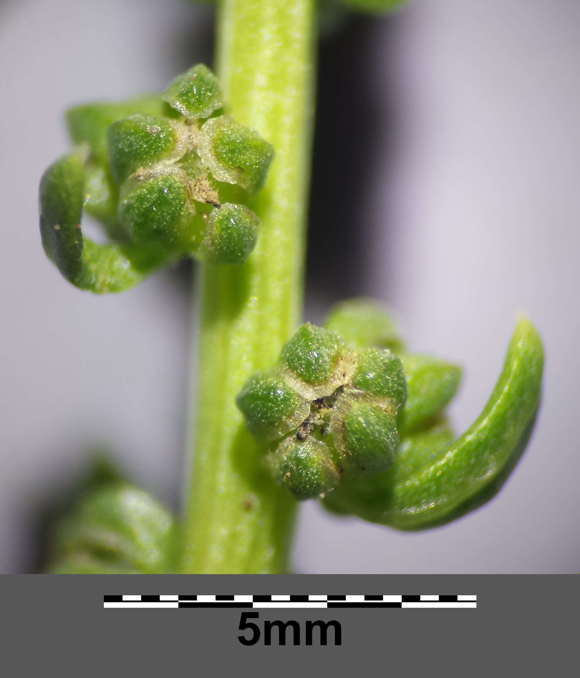 Image of sea beet