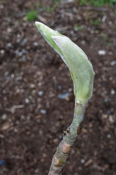 Image of Big-Leaf Magnolia