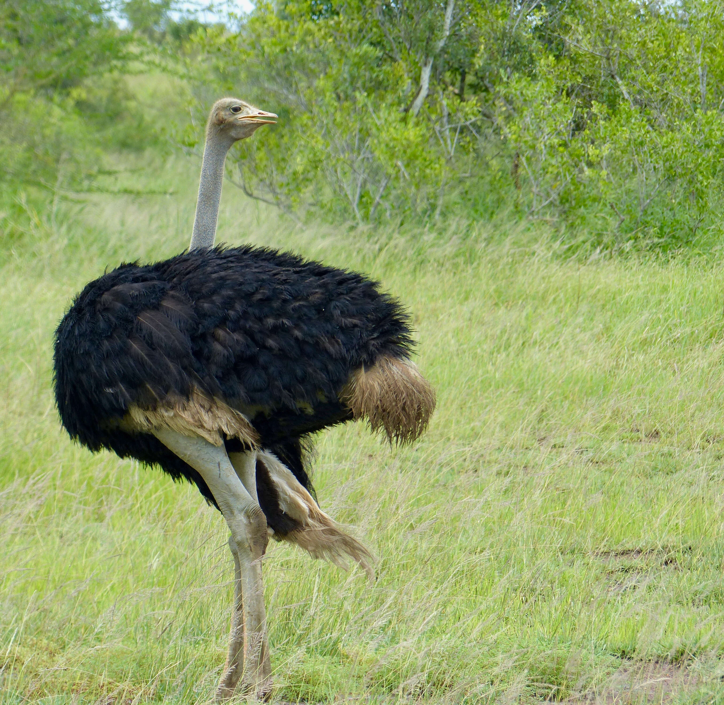 Image of ostriches