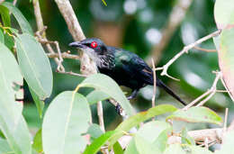 Image of Metallic Starling