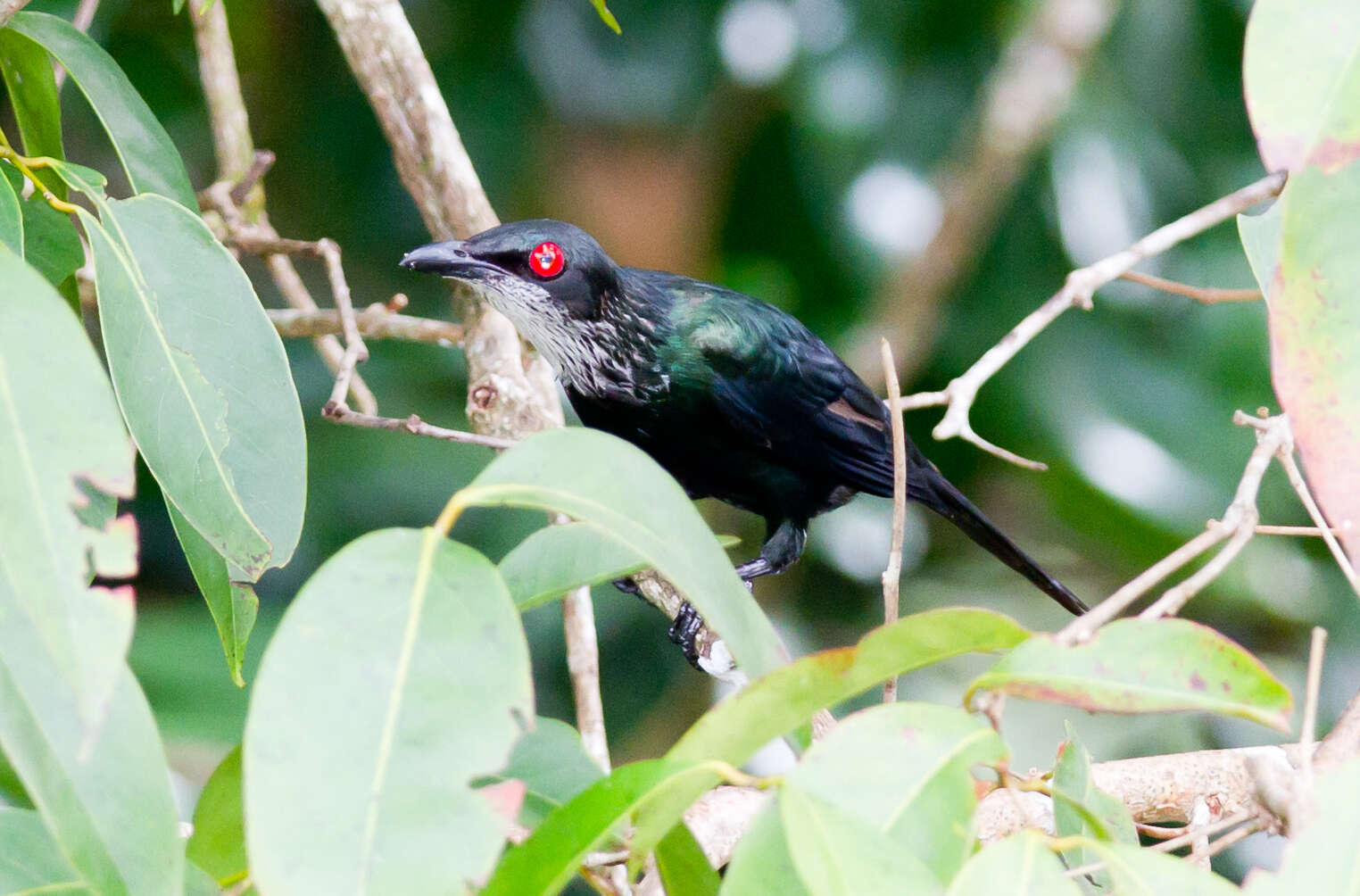 Image of Metallic Starling