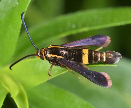 Image of The Boneset Borer