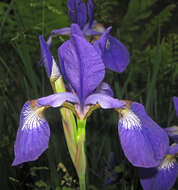 Image of Virginia iris