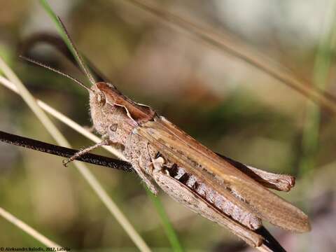 Image of Chorthippus (Glyptobothrus) bornhalmi Harz 1971